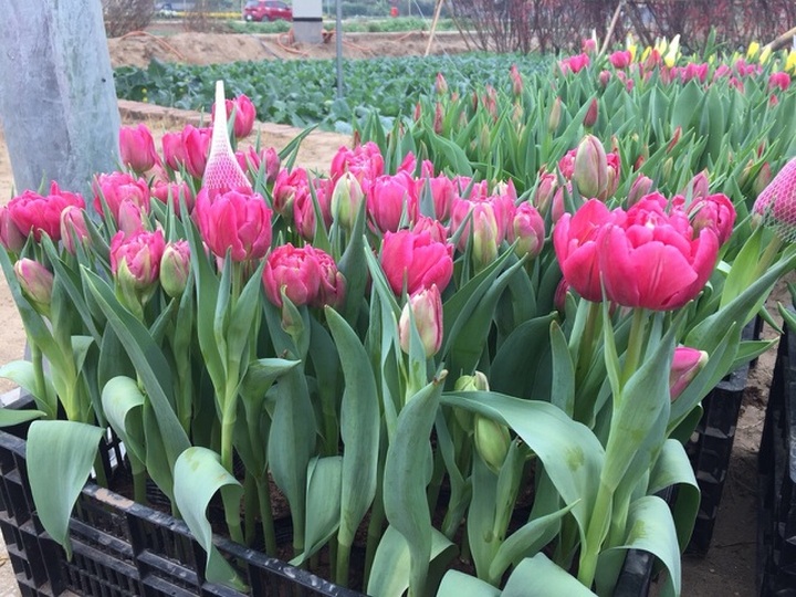 Quan niệm năm kép tài lộc nhân đôi, dân Hà Nội săn lùng hoa Tuy Líp nhiều cánh - 6