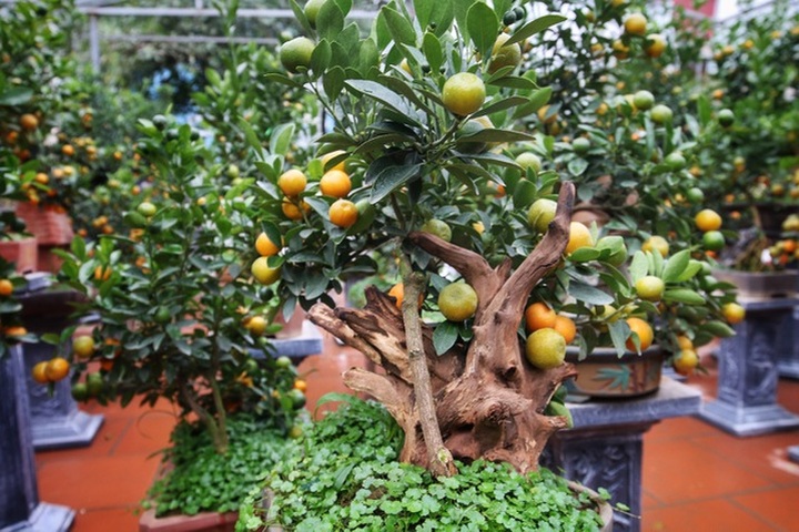 Quất ghép gỗ lũa độc lạ, đại gia phải đặt trước hàng tháng - 1