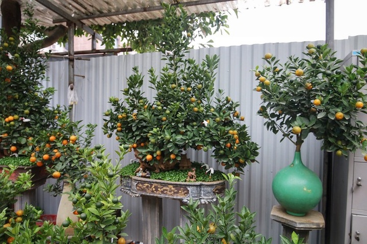 Quất ghép gỗ lũa độc lạ, đại gia phải đặt trước hàng tháng - 12