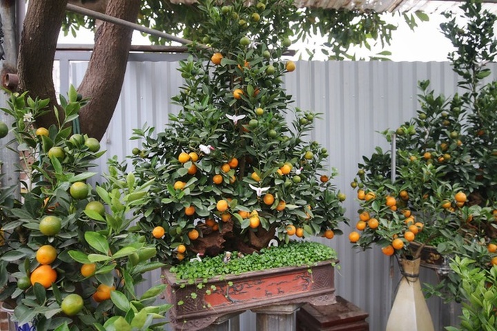 Quất ghép gỗ lũa độc lạ, đại gia phải đặt trước hàng tháng - 3