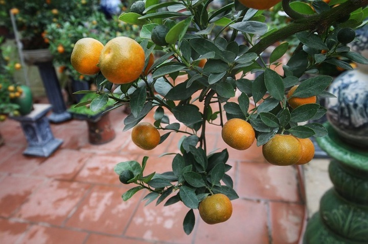 Quất ghép gỗ lũa độc lạ, đại gia phải đặt trước hàng tháng - 4