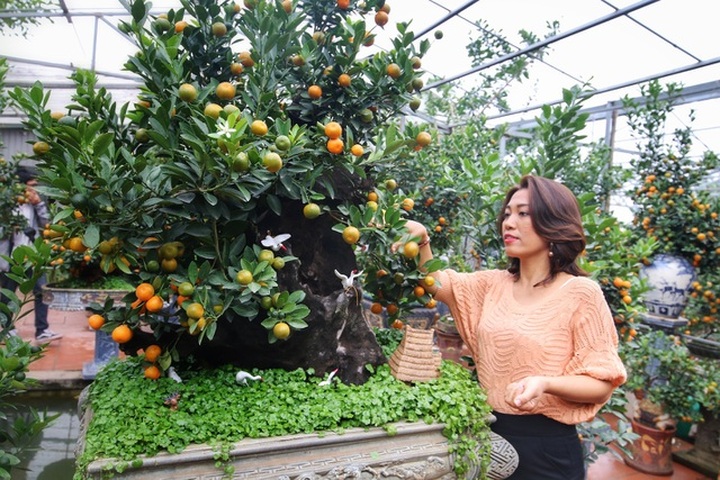 Quất ghép gỗ lũa độc lạ, đại gia phải đặt trước hàng tháng - 5