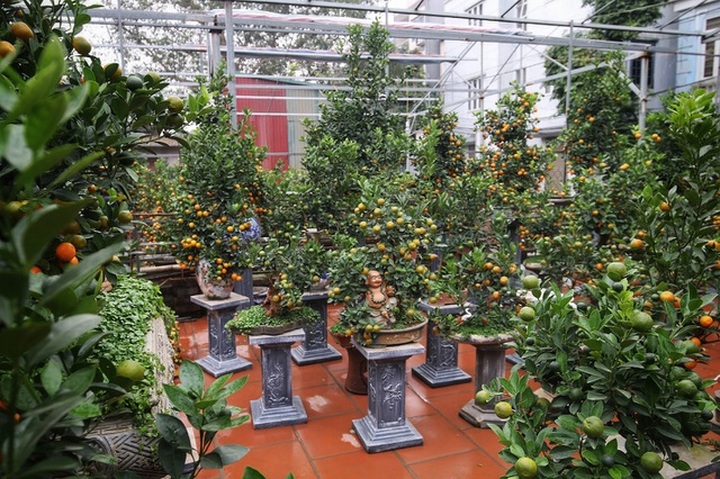 Quất ghép gỗ lũa độc lạ, đại gia phải đặt trước hàng tháng - 6