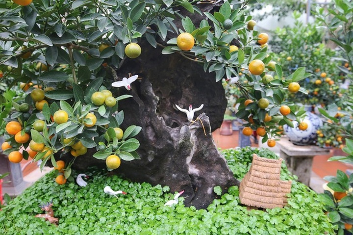 Quất ghép gỗ lũa độc lạ, đại gia phải đặt trước hàng tháng - 8