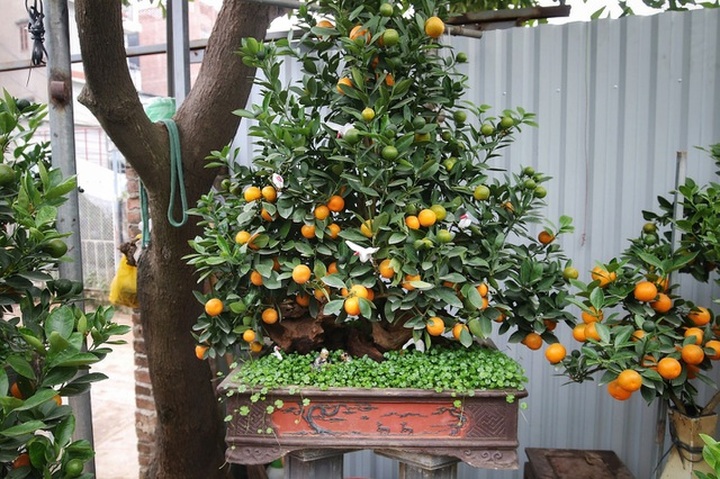 Quất ghép gỗ lũa độc lạ, đại gia phải đặt trước hàng tháng - 9