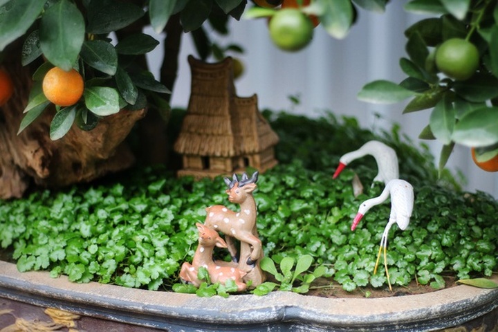 Quất ghép gỗ lũa độc lạ, đại gia phải đặt trước hàng tháng - 10