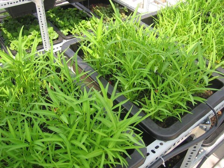 Rau muống ở Việt Nam rẻ bằng cốc trà đá, ra nước ngoài đại gia mới dám mua ăn - 4