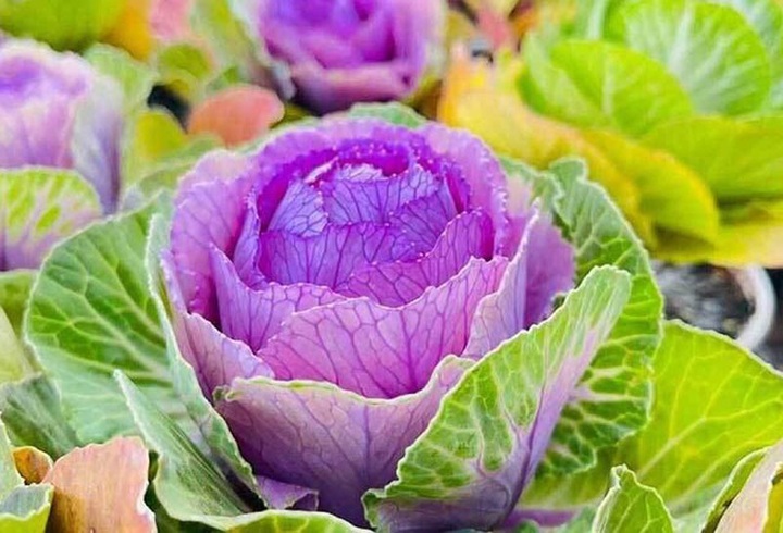 Rau thối nồng nặc, bắp cải lạ Trung Quốc bất ngờ đắt hàng - 2