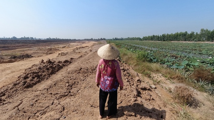 Ruộng lúa chết khô nghi do phèn từ hầm đất khai thác trái phép - 3