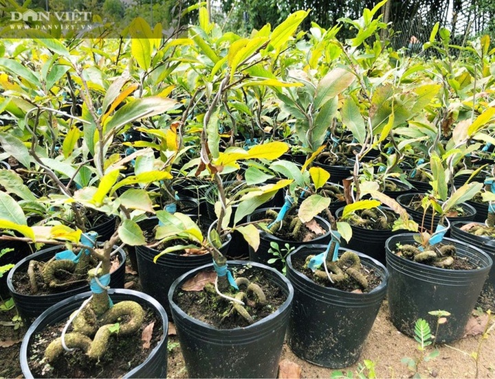 Sáng chế thế con rắn cuộn gốc mai vàng, bán đắt hàng, nhẹ nhàng đút túi 300 triệu đồng/năm - 1