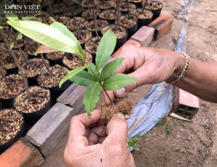 Sáng chế thế con rắn cuộn gốc mai vàng, bán đắt hàng, nhẹ nhàng đút túi 300 triệu đồng/năm - 3