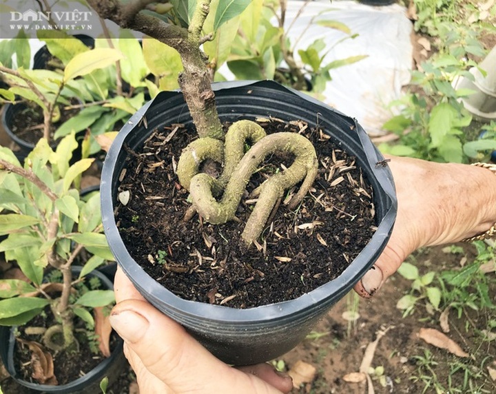 Sáng chế thế con rắn cuộn gốc mai vàng, bán đắt hàng, nhẹ nhàng đút túi 300 triệu đồng/năm - 4