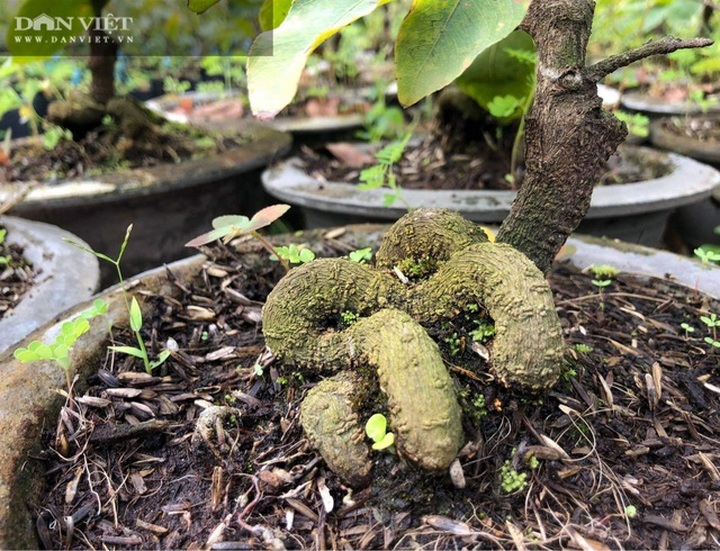 Sáng chế thế con rắn cuộn gốc mai vàng, bán đắt hàng, nhẹ nhàng đút túi 300 triệu đồng/năm - 6