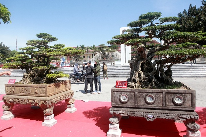 “Siêu cây” của nông dân Thái Bình được trả 10 tỷ đồng vẫn lắc đầu không bán - 1