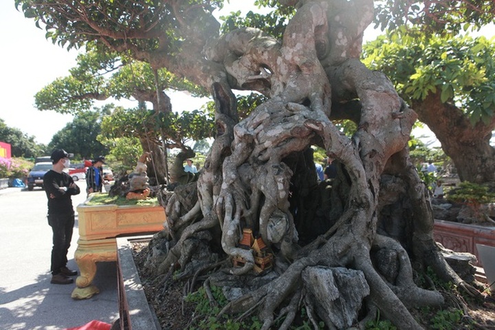 “Siêu cây” của nông dân Thái Bình được trả 10 tỷ đồng vẫn lắc đầu không bán - 11