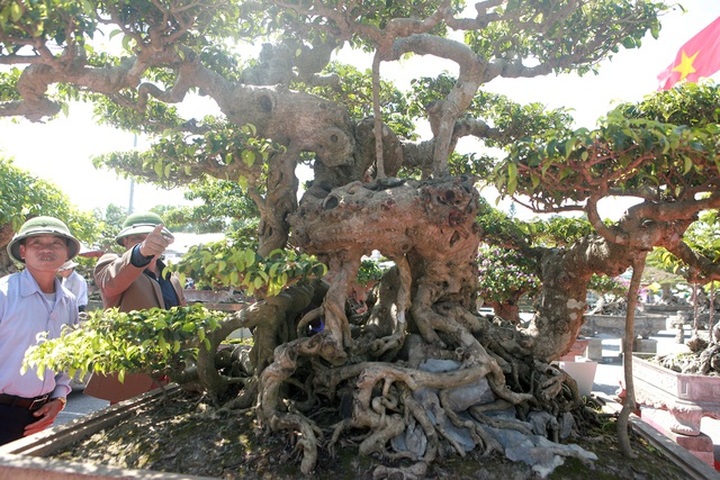 “Siêu cây” của nông dân Thái Bình được trả 10 tỷ đồng vẫn lắc đầu không bán - 6