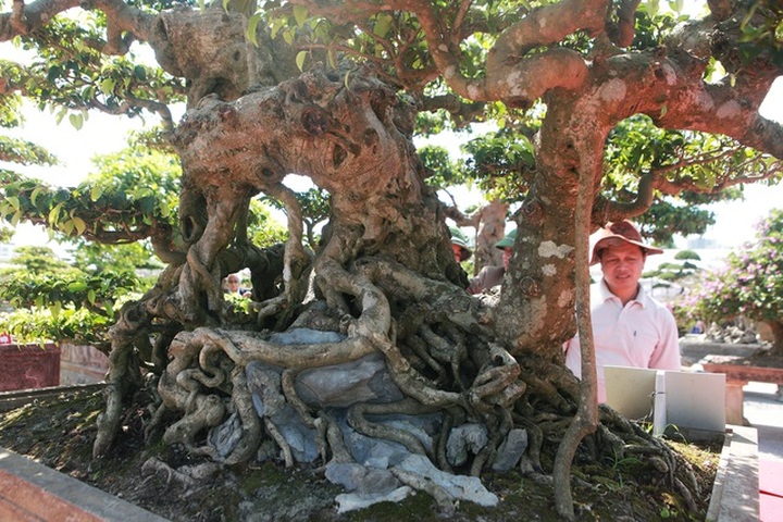 “Siêu cây” của nông dân Thái Bình được trả 10 tỷ đồng vẫn lắc đầu không bán - 8