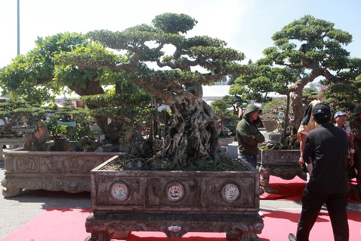 “Siêu cây” của nông dân Thái Bình được trả 10 tỷ đồng vẫn lắc đầu không bán - 10