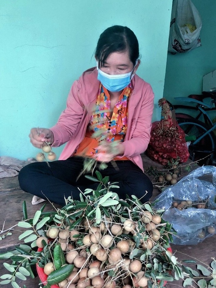Sóc Trăng: Nhãn trái to, dày cơm, xuống giá vẫn khó bán vì dịch Covid-19 - 2