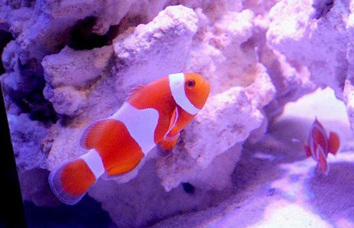 “Soi” những con cá đắt nhất thế giới, cá ngừ đứng đầu giá 71 tỷ/ con - 13