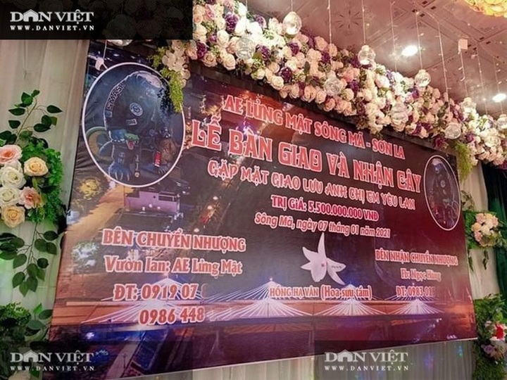 Sơn La: Xôn xao vụ chuyển nhượng lan đột biến Phi điệp Hồng Hạ Vân trị giá 5,5 tỷ đồng - 2