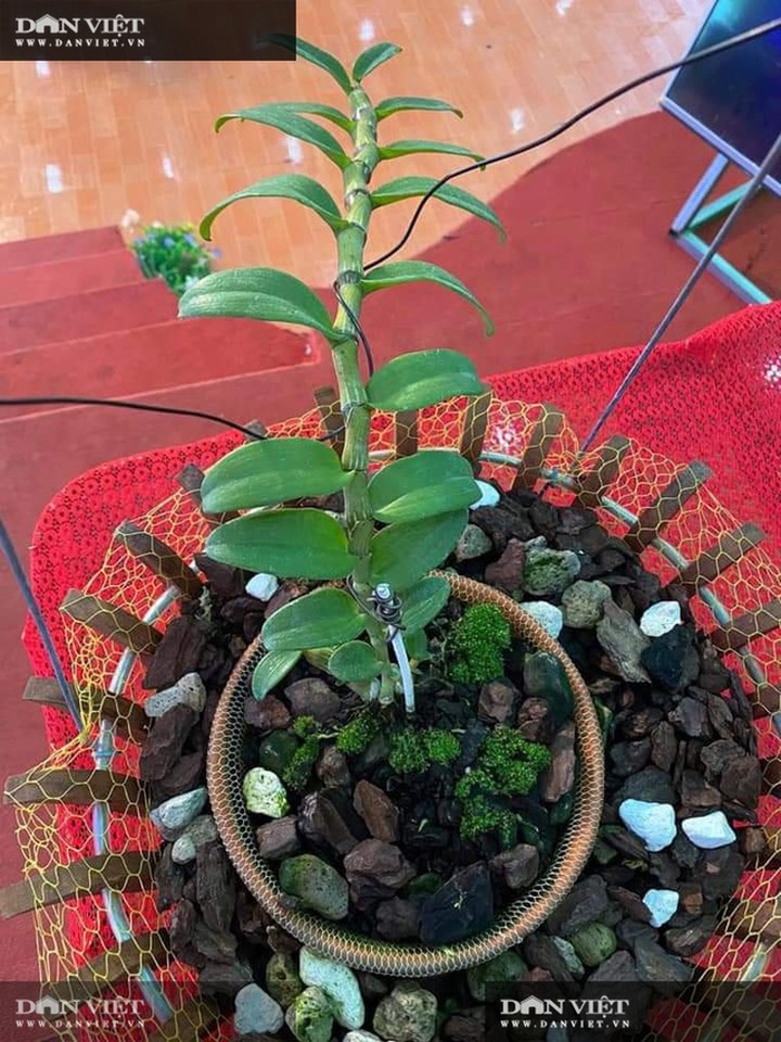 Sơn La: Xôn xao vụ chuyển nhượng lan đột biến Phi điệp Hồng Hạ Vân trị giá 5,5 tỷ đồng - 3