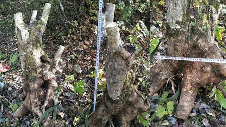 Sự thật giấu kín về gốc cây như củi khô trả 160 triệu đồng không bán - 1