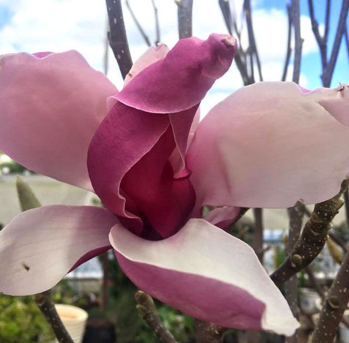 Sự thật giấu kín về gốc cây như củi khô trả 160 triệu đồng không bán - 2