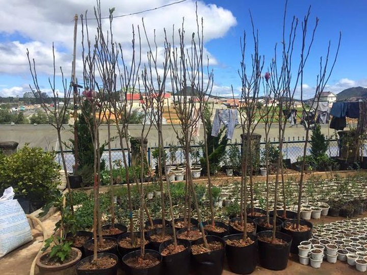 Sự thật giấu kín về gốc cây như củi khô trả 160 triệu đồng không bán - 3