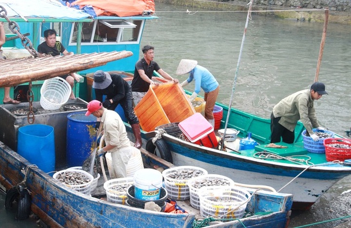 Sự thật về clip ngư dân đổ ngao hai cùi xuống biển do bị ép giá thê thảm - 1