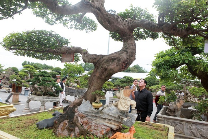 Sửng sốt với cây khế cổ dáng Long đẹp nhất Việt Nam có giá 5 tỷ đồng - 5