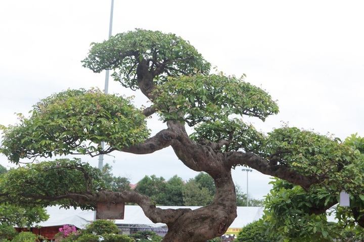 Sửng sốt với cây khế cổ dáng Long đẹp nhất Việt Nam có giá 5 tỷ đồng - 8