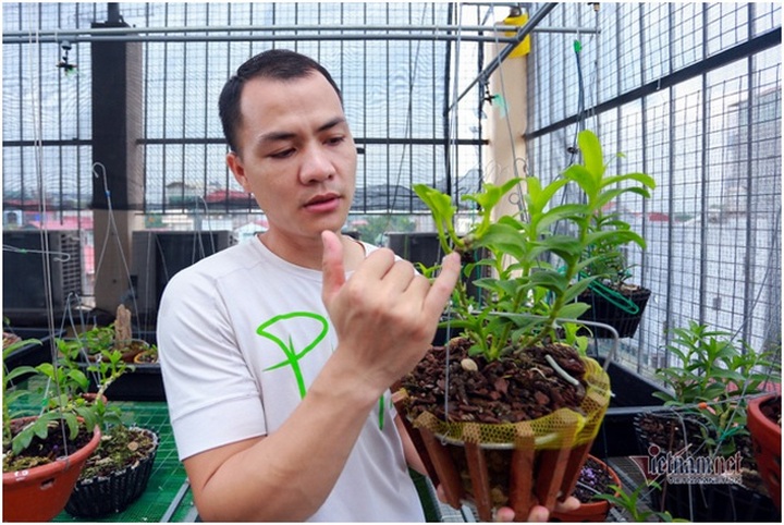 Tận mắt 4 mầm lan như cọng rau rao tiền tỷ của 2 đại gia Hà Thành - 1