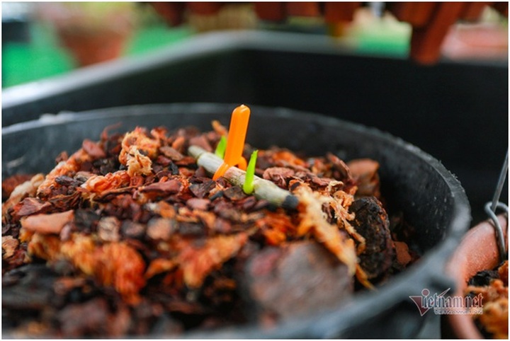 Tận mắt 4 mầm lan như cọng rau rao tiền tỷ của 2 đại gia Hà Thành - 4