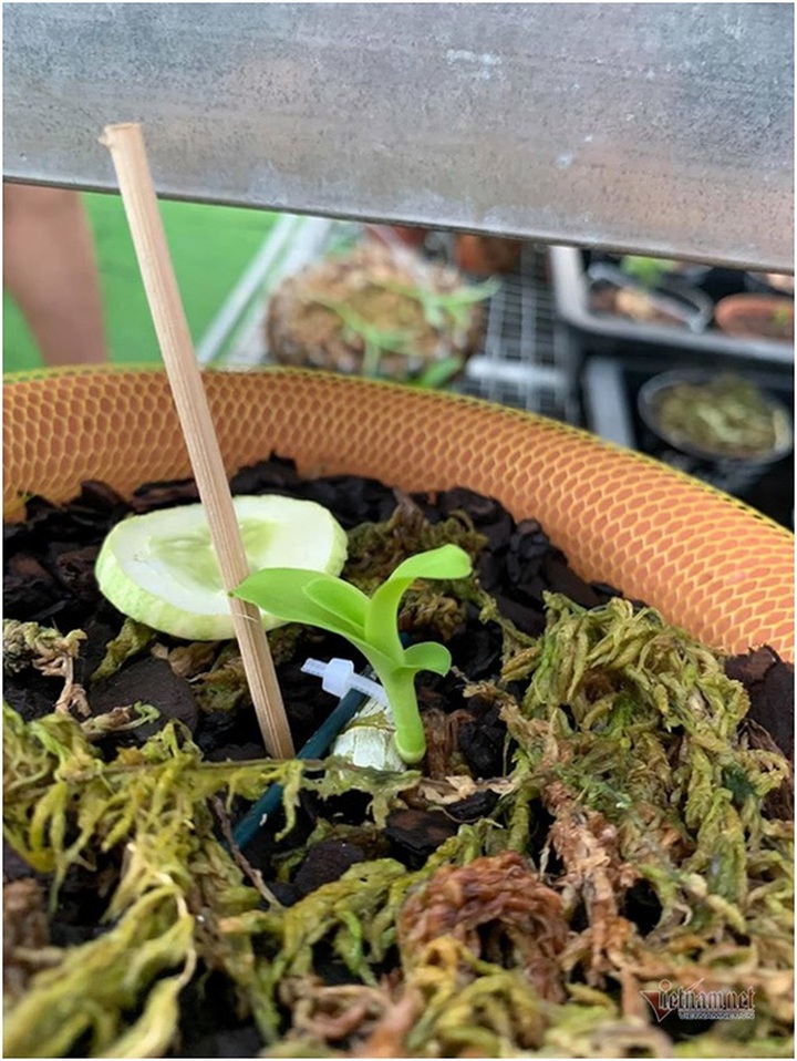 Tận mắt 4 mầm lan như cọng rau rao tiền tỷ của 2 đại gia Hà Thành - 5