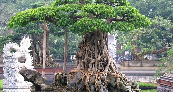 Té ghế với những các loại cây có giá trên mây trăm tỷ đồng ở Việt Nam - 1