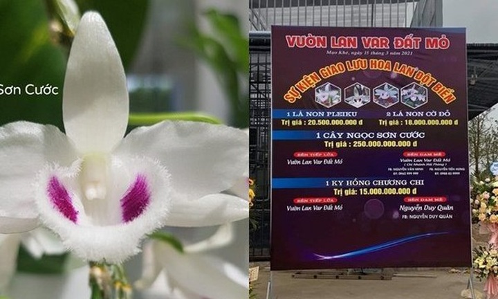 Té ghế với những các loại cây có giá trên mây trăm tỷ đồng ở Việt Nam - 2