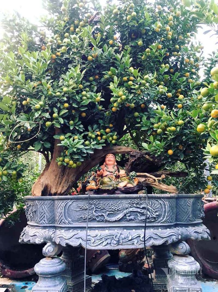 Thân cây xác khô đẻ trăm quả vàng, đại gia rút tiền mua chơi Tết sớm - 1