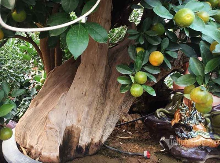 Thân cây xác khô đẻ trăm quả vàng, đại gia rút tiền mua chơi Tết sớm - 2