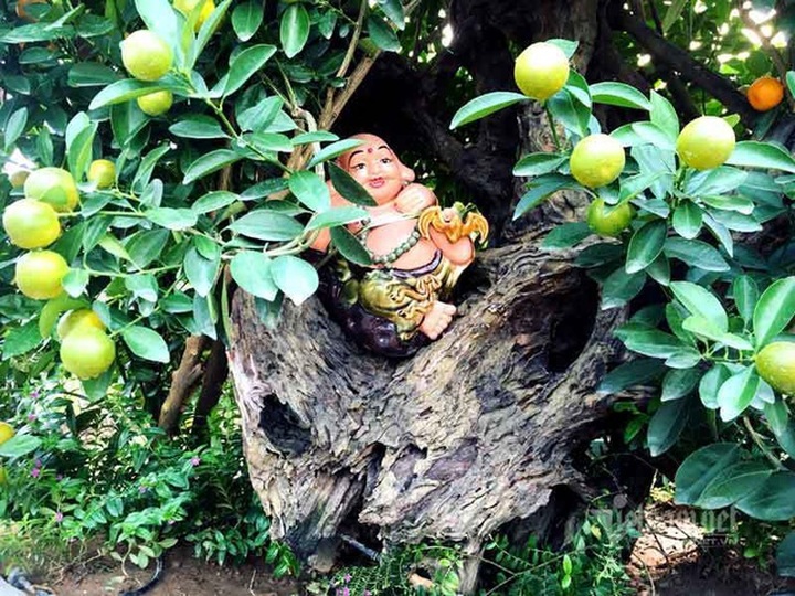 Thân cây xác khô đẻ trăm quả vàng, đại gia rút tiền mua chơi Tết sớm - 3