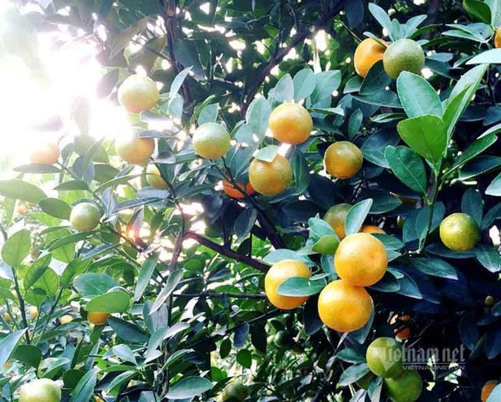 Thân cây xác khô đẻ trăm quả vàng, đại gia rút tiền mua chơi Tết sớm - 4