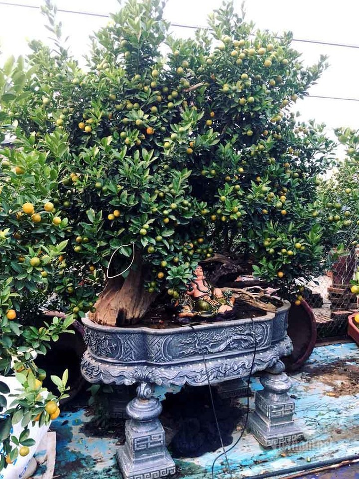 Thân cây xác khô đẻ trăm quả vàng, đại gia rút tiền mua chơi Tết sớm - 5