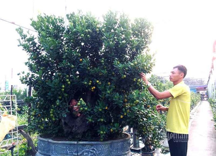 Thân cây xác khô đẻ trăm quả vàng, đại gia rút tiền mua chơi Tết sớm - 6