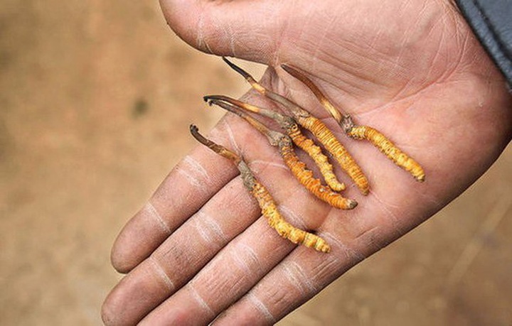 Báo chí Trung Quốc đã lật tẩy về sự thật công dụng của đông trùng hạ thảo