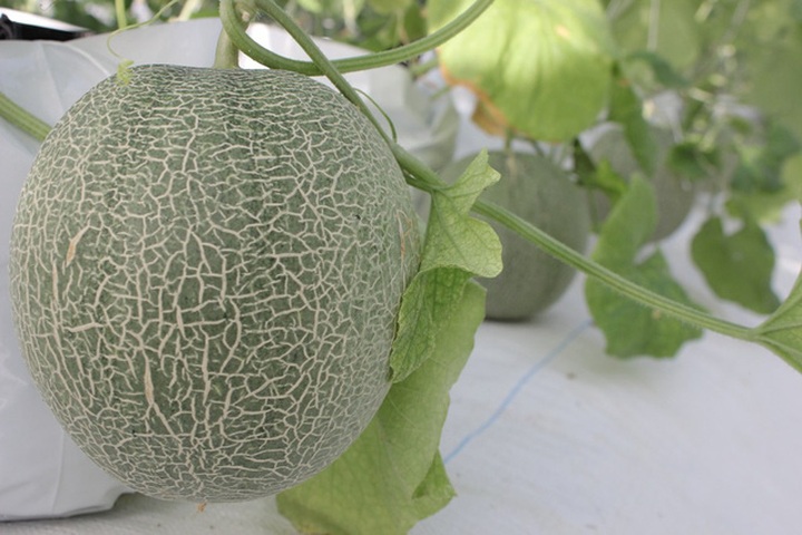 Nhờ áp dụng KHKT vào sản xuất, mô hình THT của chị Thắm cho năng suất cao đem lại lợi nhuận gần 1 tỷ đồng/năm