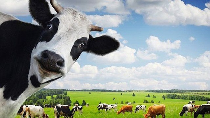 Thêm một vụ thâu tóm “thần tốc” vào hôm qua: Vinamilk đã kiểm soát Sữa Mộc Châu? - 1