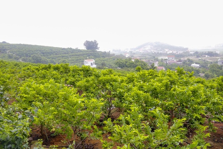 Thu hàng trăm tỷ đồng mỗi năm nhờ trồng loại quả vừa ngọt vừa dai - 1