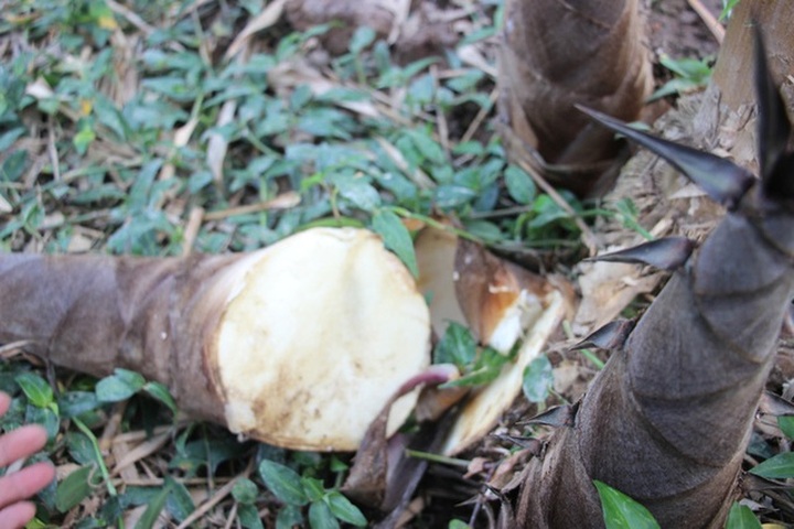 Thu lãi trăm triệu đồng nhờ trồng loại cây bán không bỏ thứ gì - 6