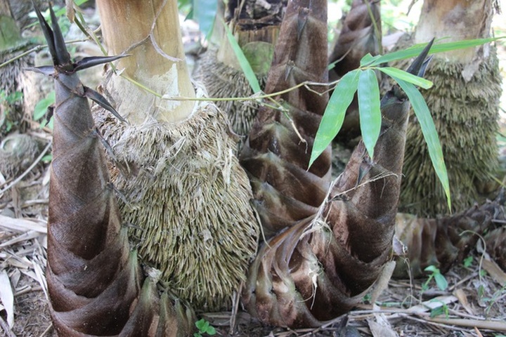 Thu lãi trăm triệu đồng nhờ trồng loại cây bán không bỏ thứ gì - 7