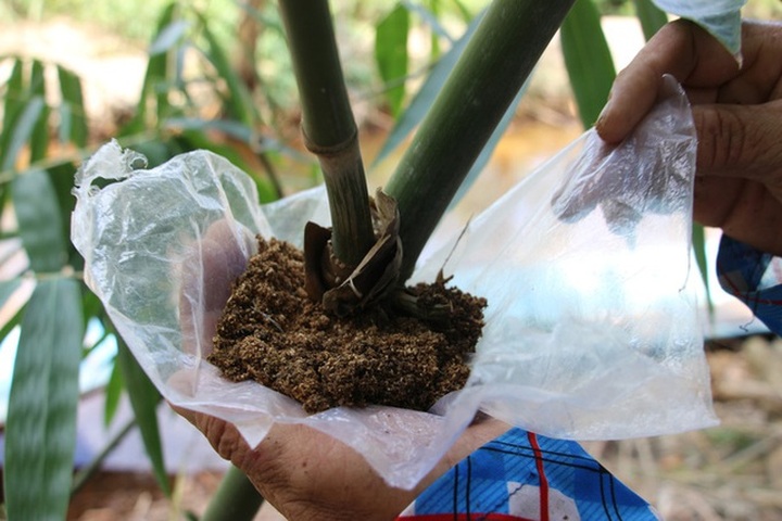 Thu lãi trăm triệu đồng nhờ trồng loại cây bán không bỏ thứ gì - 8